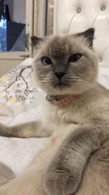 шотландский вислоухий котенок баку: Шотладская вислоухая, Самка — 3