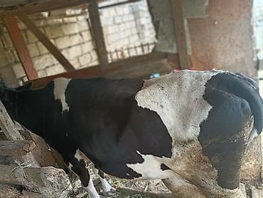 qurban bayrami sekilleri: Dişi, il: 5, 250 kq, Südlük, Ünvandan götürmə — 1