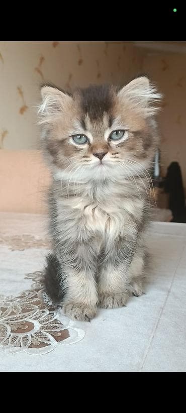 balaca tuklu it: Britan, Yaxşı əllərə — 4