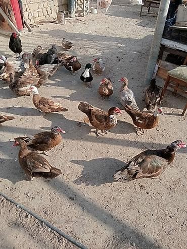 Lal ördəklər,dişi və erkək.Cavandılar.Real alıcılar nömrə ilə əlaqə