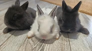 dovşa: Yerli ile karlikin qarişiqi. Tek 8azn. Top. Razilasma yolu ile — 2