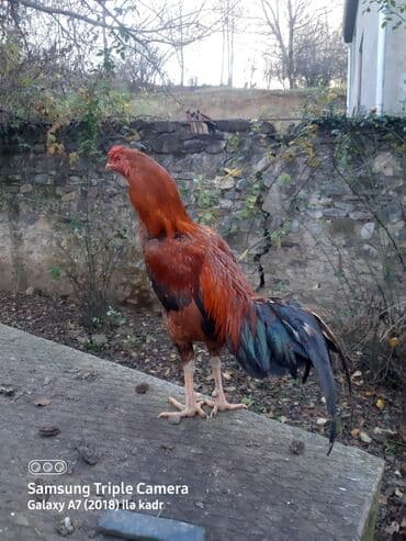 Salam Heyratı beçə 80 Heyratı sarıfete Fotoşəkillər Samsung Galaxy A7 — 6