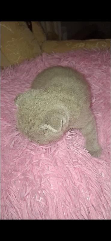 şotland pişiyi balası: Şotland yastı qulaq, Dişi — 3