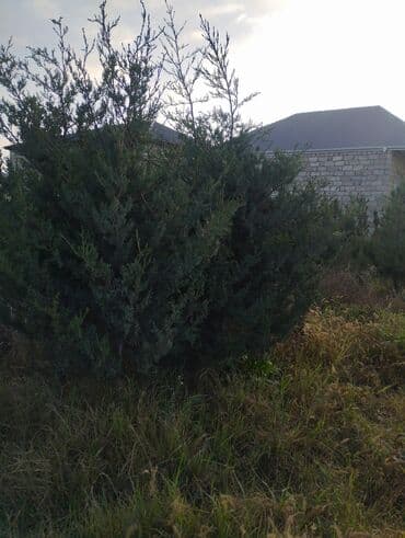 ağaclar: Satılır: iynəyarpaq şam ağacları (fidanlar) - Növ: Şam (Pinus) – — 17