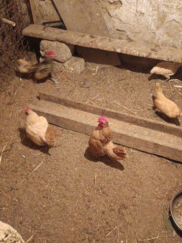 toyuq colpa: Toyuq, Damazlıq — 1