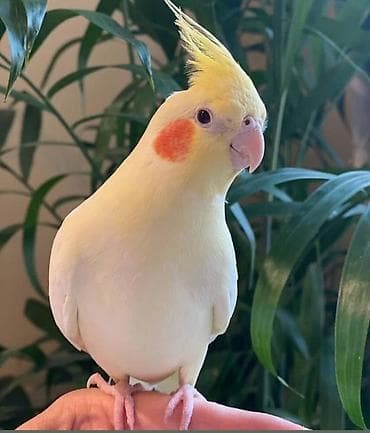 taxta qefes: ✨ Hazır sarı e lquşlarıdanişdirmaq tam rahat olurr satışda! 🐦✨ Parlaq — 5