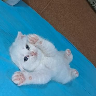 samoyed satisi: Şinşilla, Dişi — 2