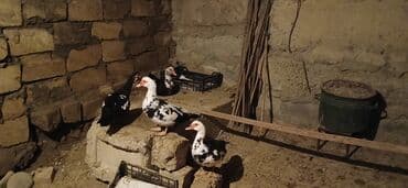 cins ineklerin qiymeti: 3 dene disdi 1 dene erkek disler 25 Manat erkek 35 Manat - Növ: musk — 4