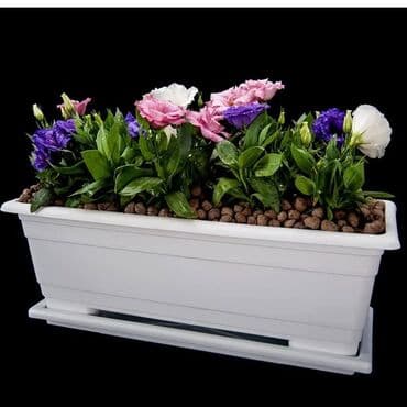 dollar gülü: Dibçək 📏 69x29xh26 cm 📏 90x30xh28 cm 📏 109x43xh37 cm 💵 Qiymətlərlə — 4