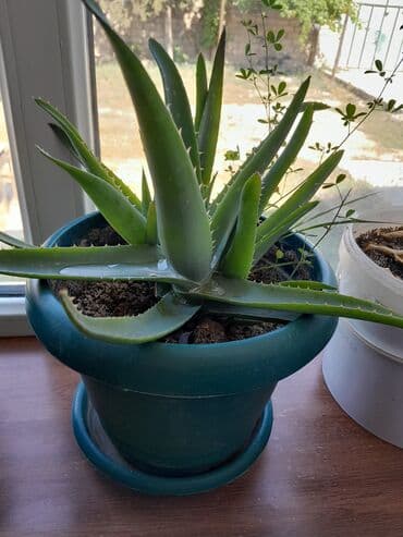 dibçək gülləri satışı: Aloe gulu — 1