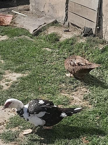 dovşan şəkli: Hər cinsdə diri və təmizlənmiş lal ördəklər satılır çoxdular — 5