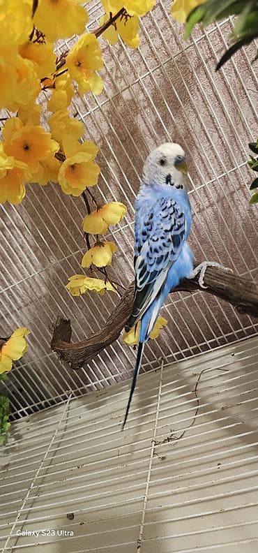 Pişiklər: Hazır cüt valnist satılır qızğın quşdardı yuva tax bala al cütü 30 m — 7