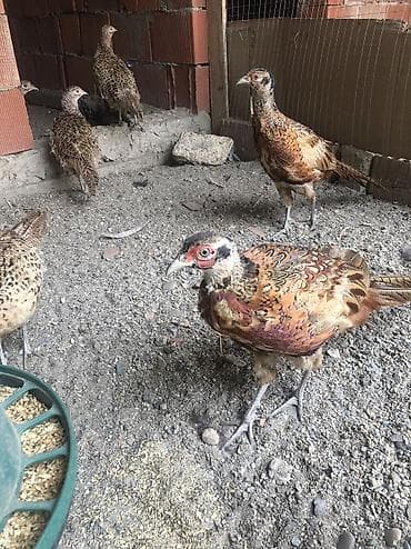 erkek pişik adları: Qafqa qirqovullar — 1