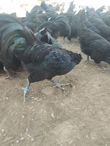ev heyvanları satışı: 4 ayliq Avstrolop xoruzlari satilir.Heyvanlar goz qabagindadi say — 6