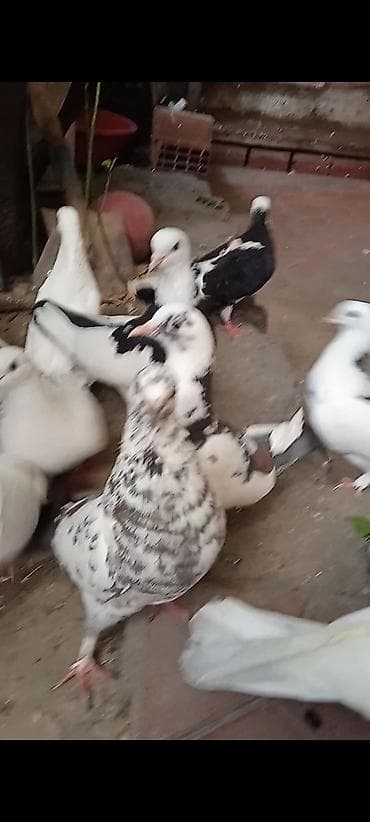 goyercinler: Salam göyərçinlər satılır cutdu göy çil mayadi,qara cilbas — 2