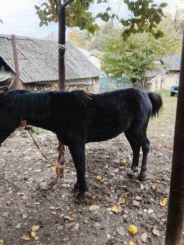 i̇t balası: Salam xam day 2 yaşı var yorğa atın balasıdır. Xüsusiyyətlər: - — 1