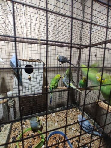 Tata: Biri 10 man 21 dene qusdu umumi3 cut var qalanlari baladir tergidirem — 2