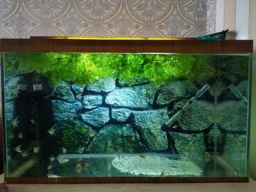 джек рассел терьер баку: Akvarium, aksesuarlari ve növbənöv balıqlar,50 eded alana 1 m-dan — 1