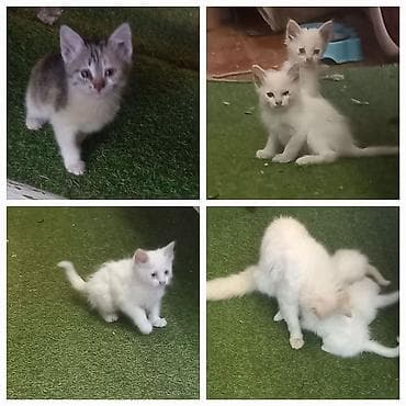 Tabbi, Yaxşı əllərə