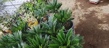 Satılır: dekorativ qapalı/açıq məkan bitkiləri - Saksıda sikas (Cycas