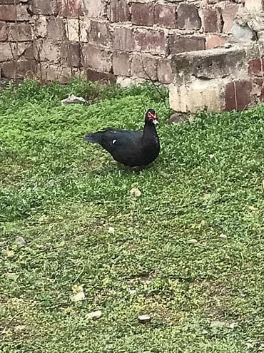 Cücələr: Satılır: Zumurud erkeyler 1 denesi 80 manat cavan. Damazdiq — 9