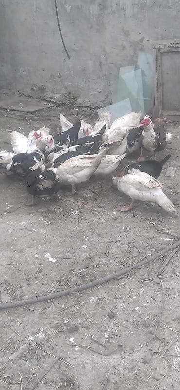 Erkək, | Lal ördək, Damazlıq