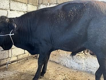 Mal-qara: Satılır: Qara-ağ rəngli inək - Məhsul növü: Mal-qara, inək - Rəng — 4