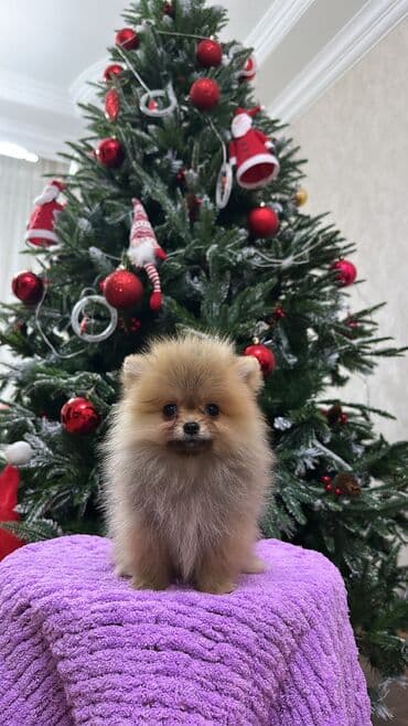 it davasi 2019: Mikro pomerandi temiz parodadi xaiş ancaq anlayişi olanlar miraciet — 4