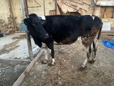 Inəklər, öküzlər: Bakı malıdı tovle malıdı keskılıkdı çavan duyedı 1 defe dogub 1 ıldıde — 7