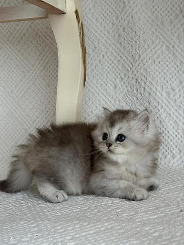 Gəmiricilər: Gözəl, uzun tüklü balaca pişik balası - Növ: ev pişiyi (uzun tüklü — 5