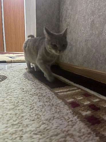 ev pisikleri qiymeti: Dişi, Yaxşı əllərə — 2