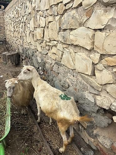 Dişi, il: 5, Damazlıq