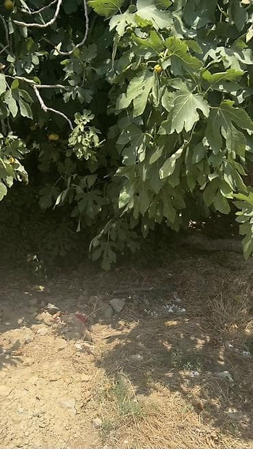 əmlak az quba: 3 sot, Tikinti, Mülkiyyətçi, Kupça (Çıxarış), Texniki pasport — 3