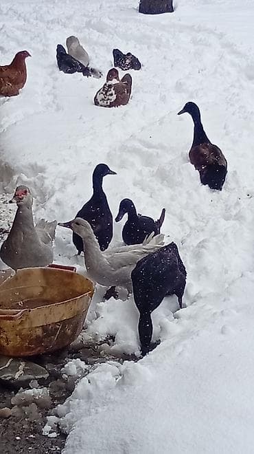 ana ari satisi: Putun növ heyvanların satışı var size ne cür heyvan lazimdasa bize — 5