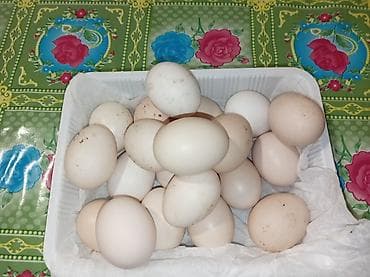 yumurta qaz: Salam tebi şeraitde böyudulmuş mayali kend toyuqlari in yumurtasi di — 3