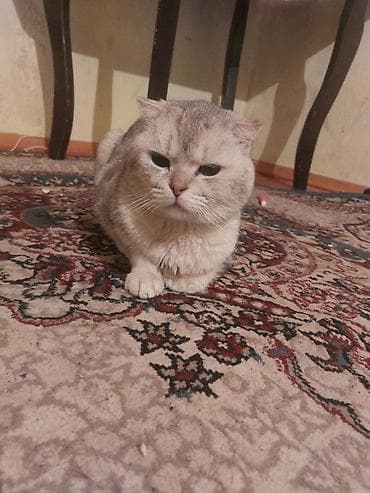 İtlər: Şinşilla, Erkək, Cütləşmə üçün, Ünvandan götürmə — 2