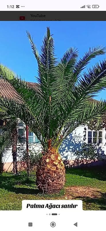 Palma ağacı satılır 3 eded ağacdır,2 sini satırıq. - Növ: dekorativ