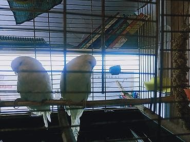 Geyimlər: 🛑 Təcili 🛑 Təmiz qan çex cütlükleri.7 dene bala almışam tam — 2