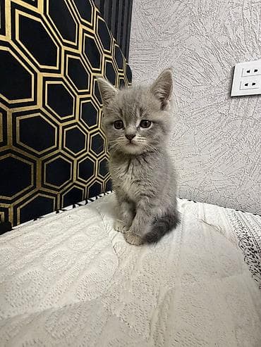 pişik balaları: Britan — 2