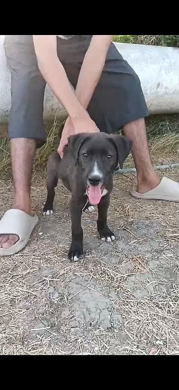yorga at satilir: Pitbul, 4 ay, Erkek — 1