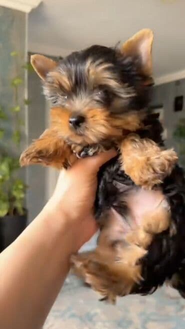 ördək bala: Yorkşir teryer, 3 ay, Erkek, Peyvəndli, Ünvandan götürmə — 1