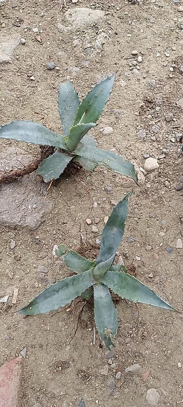 kalla bitkisi haqqinda melumat: Aqava (Agave) – dekorativ sukkulent tingləri - Bitki: klassik — 2