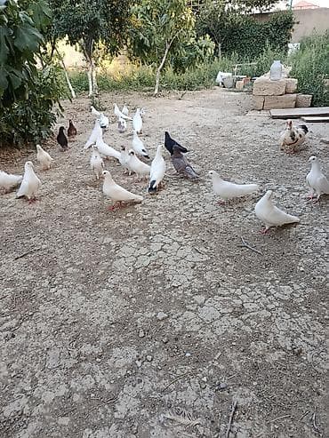 quş xana: Məhsul: Ev təsərrüfatı üçün göyərçinlər (qrup halında) Təsvir: - Bir — 3