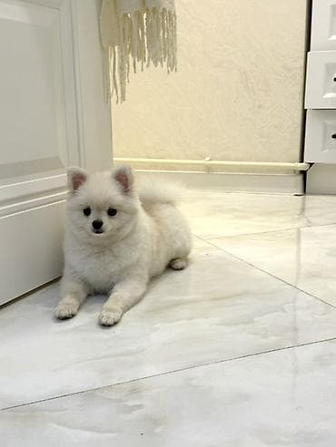 albay itleri: Şpitz, 4 ay, Erkek, Peyvəndli — 3