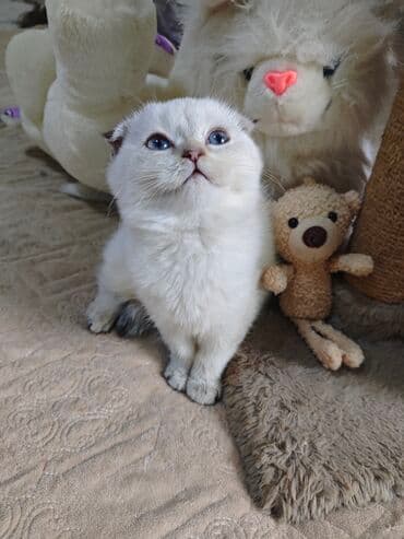 pişik cütleşdirmek: Şotland yastı qulaq — 1