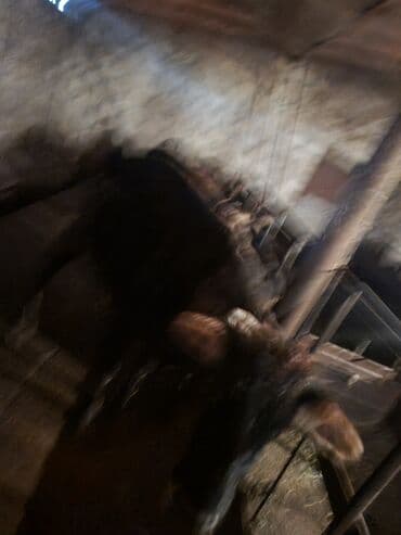 Птицы: Самка, лет: 5, 300 кг, Для разведения, Самовывоз — 2