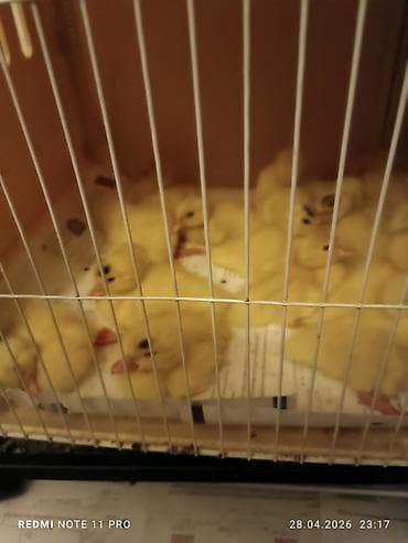 turbo az heyvanlar: 38 dənə 4 günlük lal ördək balası Saglamdilar Qiyməti biri 7 manata — 3