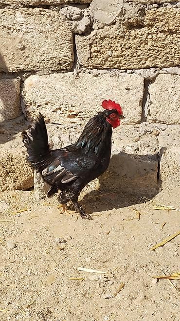 Salam. Heç bir xəstəliyi problemi yoxdu. Sağlamlığına cavabdehəm — 1