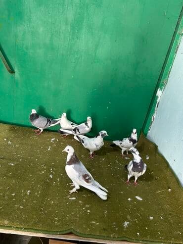 bugda qiymeti: Temz goy niwanlardi her quwun oz qiymeti var — 3