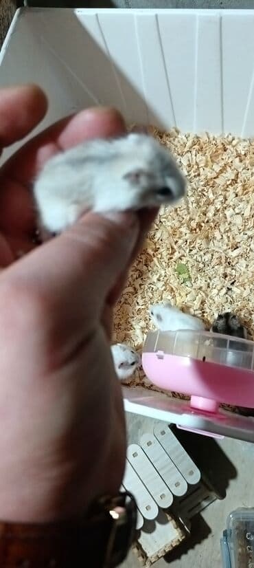 отдам котят в хорошие руки: Salam gördüyünüz cunqar hemsdırları sahipləndirilir kariçnivi ananın 4 — 9